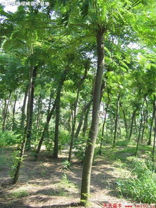 河南鄢陵绿城苗木基地