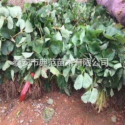 【法兰地草莓苗多少钱一株法兰地草莓苗品种介绍】-