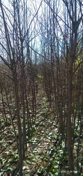 庄河哪里卖绿化苗木