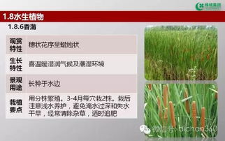 绿城集团园林软景苗木图谱 全套