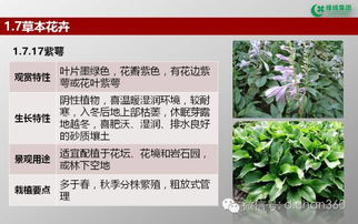 绿城集团园林软景苗木图谱 全套