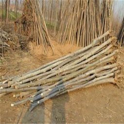 运城2公分毛白杨 雄性毛白杨多少钱 欢迎您 产品新闻 冠县鑫磊苗木