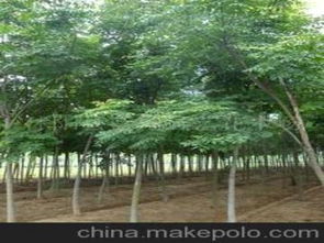 绿化苗木臭椿供应商,价格,绿化苗木臭椿批发市场 