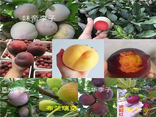 山东济宁哪里有6 6油蟠桃苗种植基地报价