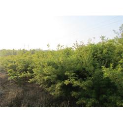 绿化花卉苗木 亿农苗木花卉 绿化花卉苗木