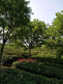 恭喜万顺苗木种植园入驻苗木通平台 只做优质苗木