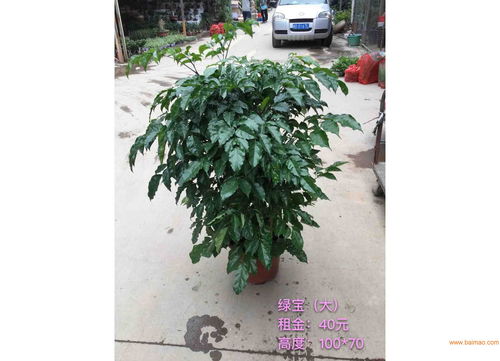 漳州苗木价格 旭璐绿化工程为您提供称心的苗木花卉,漳州苗木价格 旭璐绿化工程为您提供称心的苗木花卉生产厂家,漳州苗木价格 旭璐绿化工程为您提供称心的苗木花卉价格