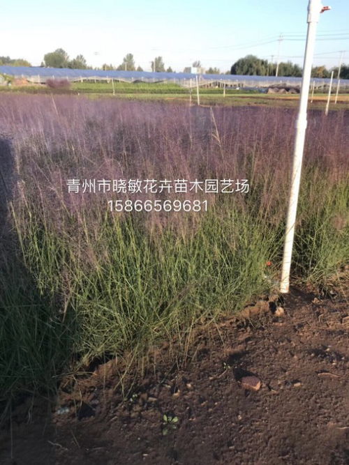 粉黛乱子草花海小苗批发指南