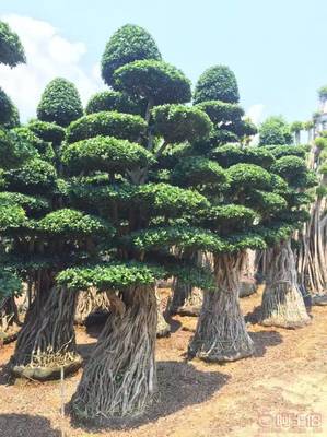 造型优美小叶榕供应,打造绿色生态空间——龙海市东泗兴辉园艺场专业绿化苗木服务