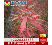 优化苗木产品库策略,提升园林绿化行业竞争力