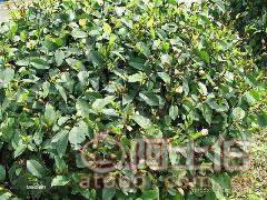 球形含笑袋苗 优质绿化苗木的选择