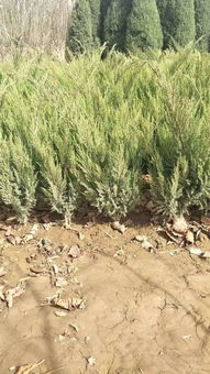 定州市盛大园林苗木基地入驻苗木通平台,致力精品苗木发展