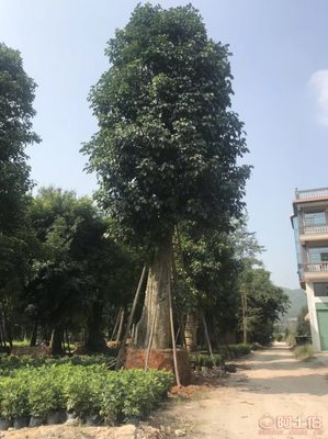 绿化苗木新选择 骨架香樟最新报价与供应商信息详解