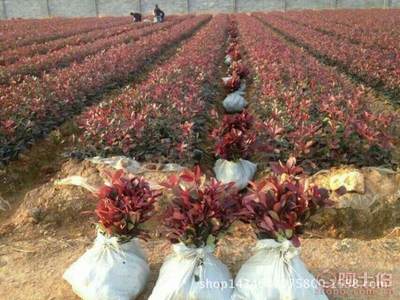 高品质红叶石楠苗木采购指南与园林绿化应用