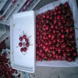 克拉玛依市矮化樱桃苗低价热销,品质保障助力林业种植