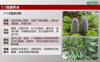 绿城集团园林软景苗木图谱 全面指南与花卉种植借鉴