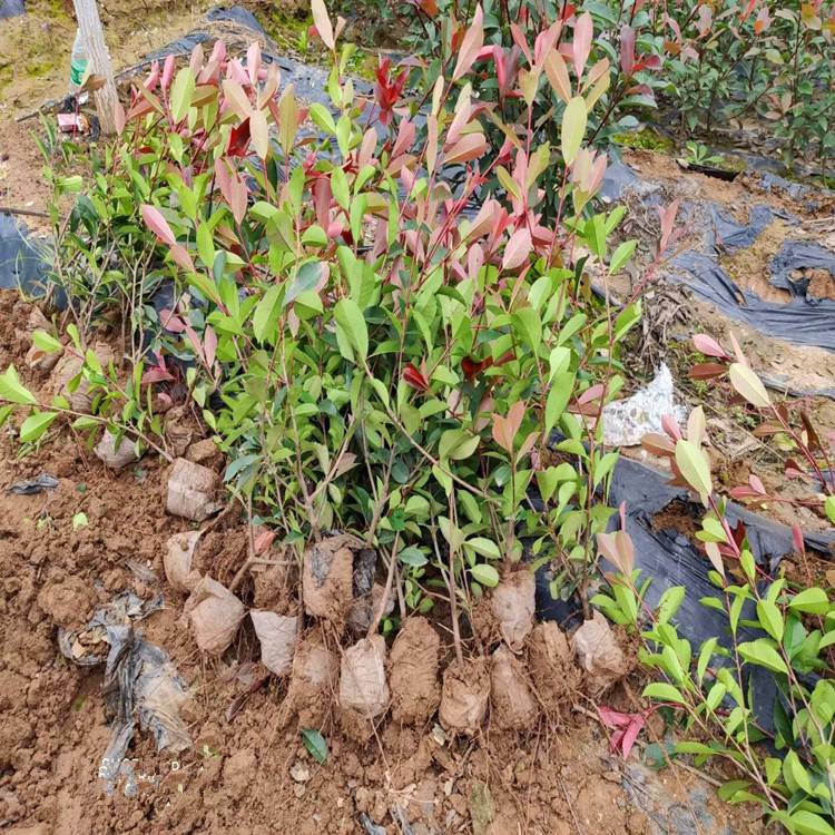 红叶石楠 优质绿化树种及其种植管理