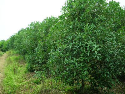 桂花——金华市雅畈泽文苗木场的优质苗木产品