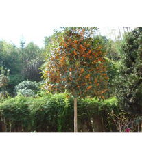 博艺园林苗木产品展示与花卉种植指南