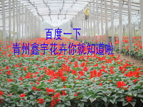 青州鑫宇花卉苗木基地一二年生草花与苗木产品名录