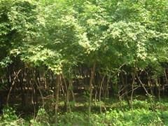 天津五角枫供应与价格指南 绿源苗木专业批发