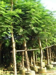 绿化苗木产品清单 - 第241页苗木精选