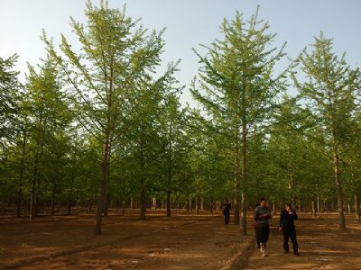 山东银杏苗木培育基地 专业花卉种植与绿色生态建设