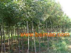 保定清苑绿源苗木基地 专业供应8公分白蜡苗木的优选厂家