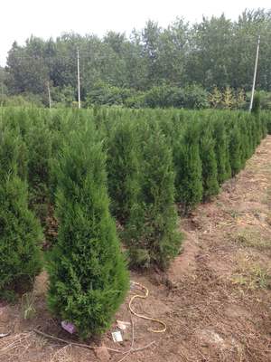 桧柏苗木批发渠道指南 专业市场与实用建议