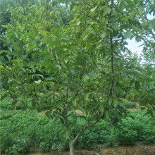 优美苗木基地 花卉种植的艺术与实践