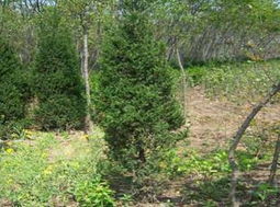 潢川县宏达苗圃厂 河南桧与花卉种植的精品展台