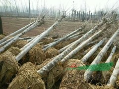 山东青青苗木基地 助力现代林业种植与生态发展