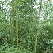 刚竹基地苗木产品介绍与图片展示