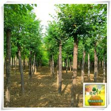 圆冠榆树苗 博野县金泽苗圃场的主打产品与产地介绍