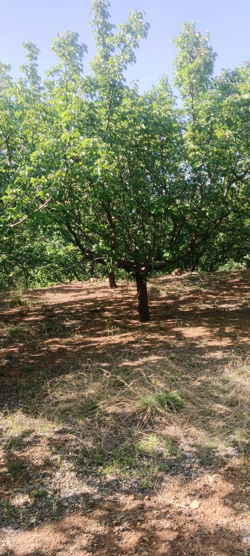 全网寻觅苗木有缘人，优质山杏树大量现货，规格齐全，共绘花卉种植新蓝图
