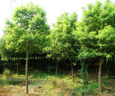 栾树苗木市场价格解析与永诚园林上海栾树种植优势