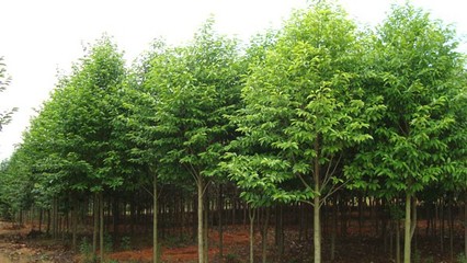 奉新绿霖苗木专业合作社 专业花卉种植，绽放乡村经济新活力