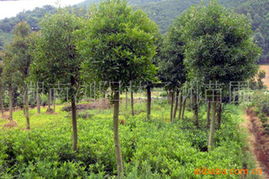 陈向前林业绿化苗木产品全览