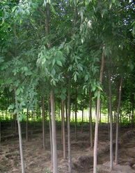 济宁李营白蜡 苗木产业的璀璨明珠