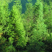 水杉09 明珠苗木的林业种植新机遇