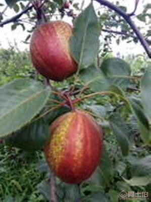 黄金梨苗种植与管理指南 栽种时间、水肥控制与生长表现