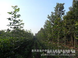 惠民县皂户李镇蓝天景观苗木销售基地 绿化苗木产品与花卉种植指南