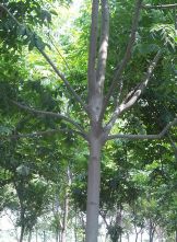 绿化苗木产品图鉴 精选147种苗木图片及信息速览