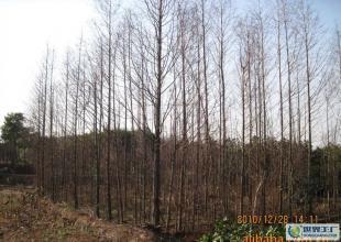 合肥优质水杉苗木供应，绿化工程优选，规格齐全直达世界工厂网