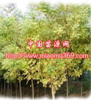 陕西金枝国槐苗木供应、采购与行情解析