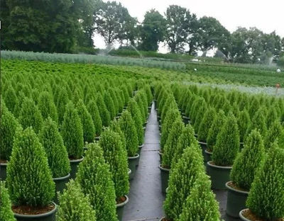 苗木生产与造林绿化的“乱象”，是时候改变了