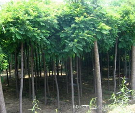 8公分香花槐苗木供应指南 价格行情与优质厂家推荐