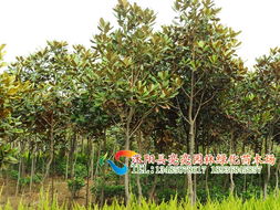 走进亮亮园林 广玉兰与花卉种植的诗意四季