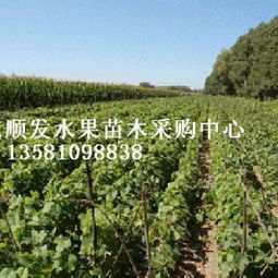 创新驱动绿色未来 水果苗木在林业种殖中的发展路径与前景