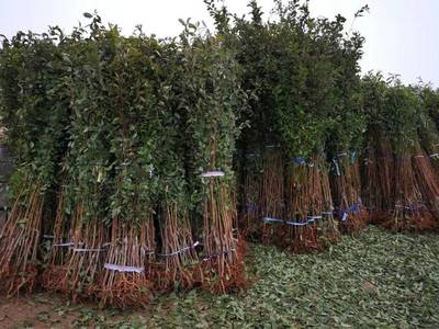 山东育苗基地遭窃，新疆杏李品种“恐龙蛋”市场热度再引关注